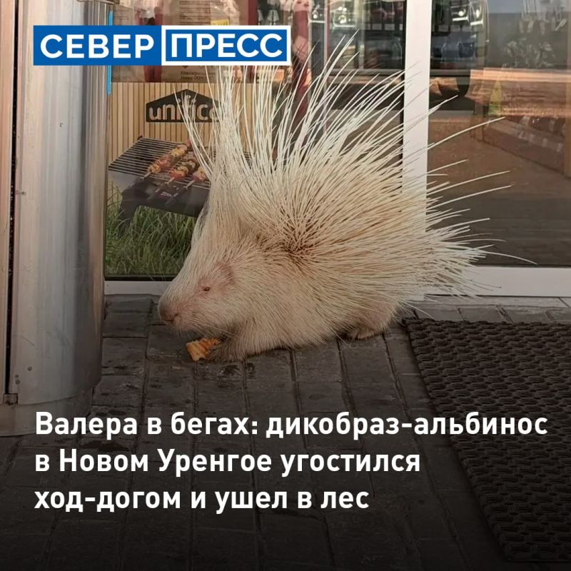 Дикобраз-альбинос заблудился в Новом Уренгое