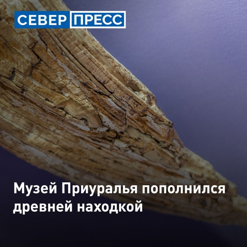 Недалеко от реки Кара, по пути к Константинову Камню, был обнаружен бивень мамонта