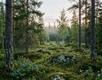 Пребывание в лесах пяти лесничеств Ямала ограничено до 27 августа
