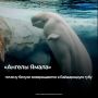 В последние годы главным символом арктических вод стали белухи