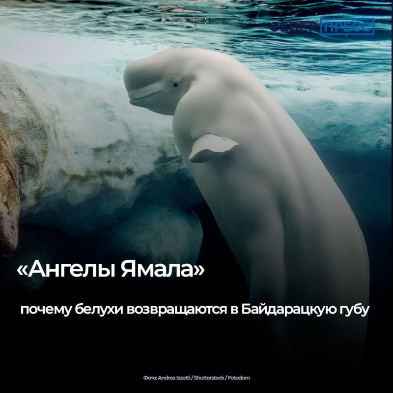 В последние годы главным символом арктических вод стали белухи