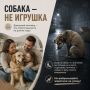 Безопасность на улицах Салехарда и ответственное отношение к питомцам — забота каждого из нас