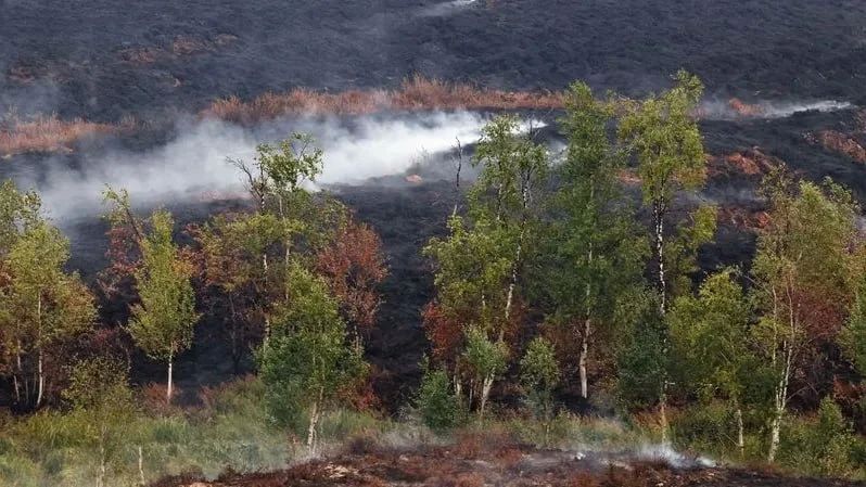 Пожарные за сутки потушили 31 возгорание в лесах Ямала