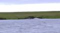 Морской заяц на Байдарацкой губе