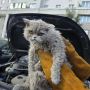 Эта пушистая морда в полной мере подтверждает настроение понедельника