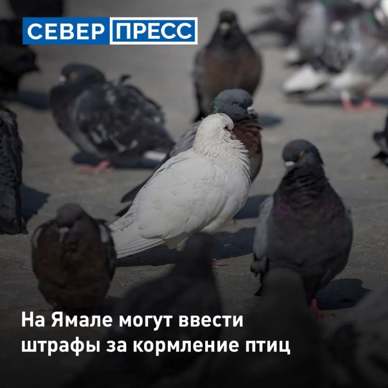 На Ямале предлагают ввести штрафы за кормление птиц в общественных местах