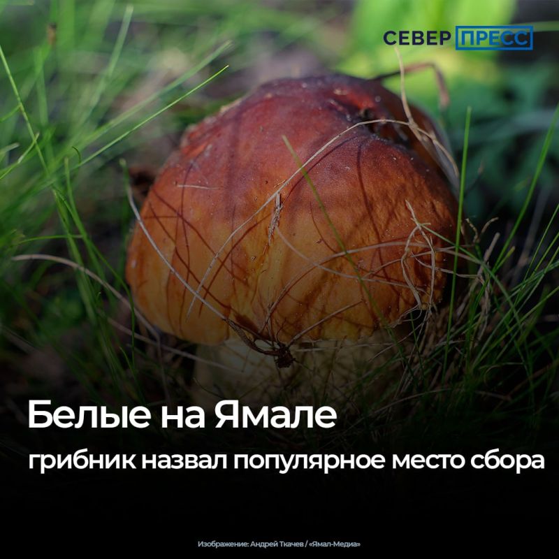 День белого гриба ежегодно отмечается в России 11 августа