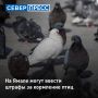 На Ямале предлагают ввести штрафы за кормление птиц в общественных местах