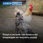Владельцам личных подсобных хозяйств на Ямале необходимо поставить птицу на учет