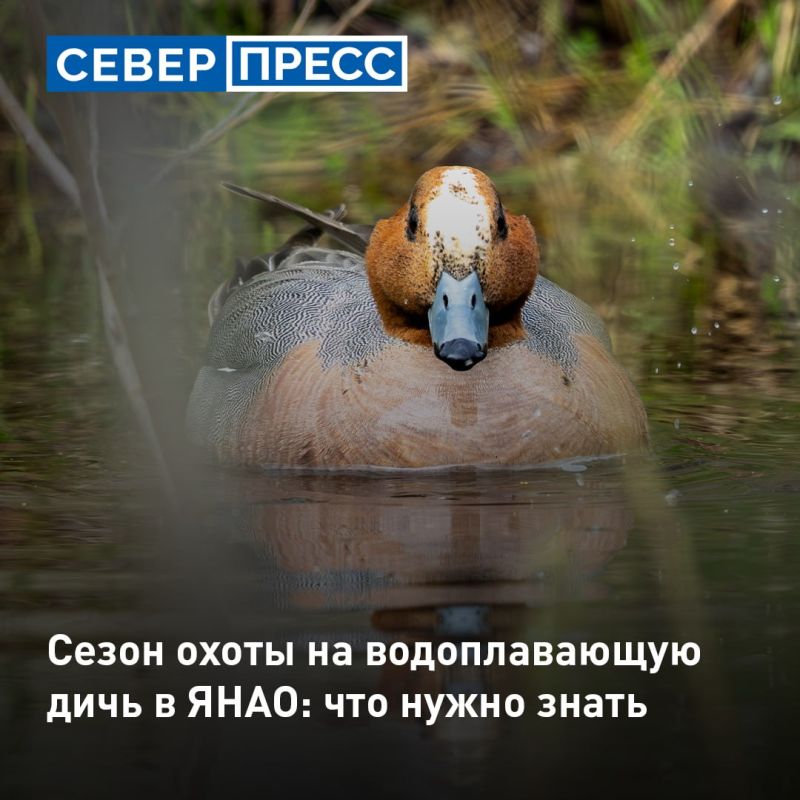 На Ямале сезон охоты на водоплавающую дичь начнется 25 августа