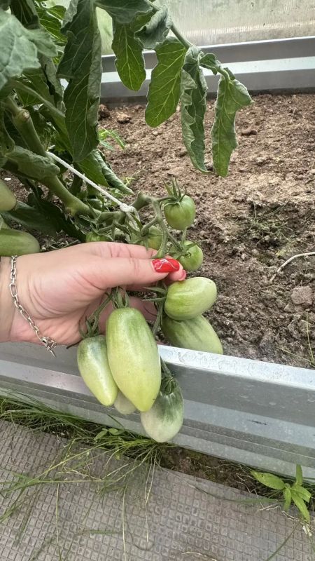 Запасаемся витаминами к зиме Запасаемся витаминами к зиме
