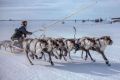 День оленевода будут проводить в каждом городе Ямала