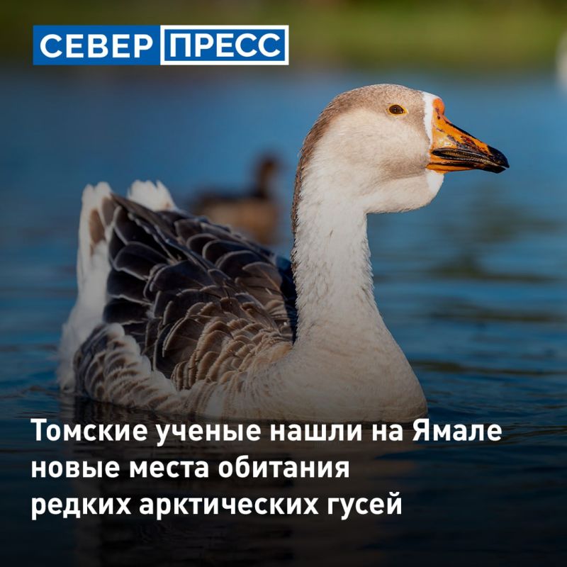 Биологи Томского госуниверситета нашли новые места обитания краснозобой казарки и пискульки на Ямале