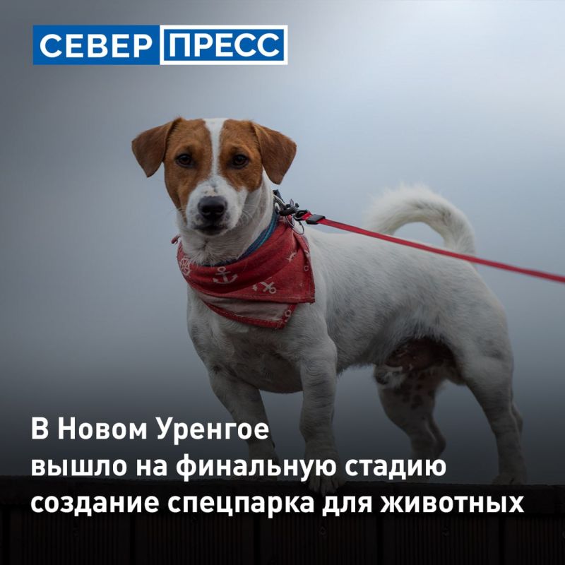 Создание парка для собак в Новом Уренгое находится на финальной стадии