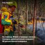 За сутки в России на землях лесного фонда ликвидировано 14 лесных пожаров на площади 17,1 тыс