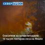 За сутки в регионе потушили 16, 2 тысячи гектаров леса