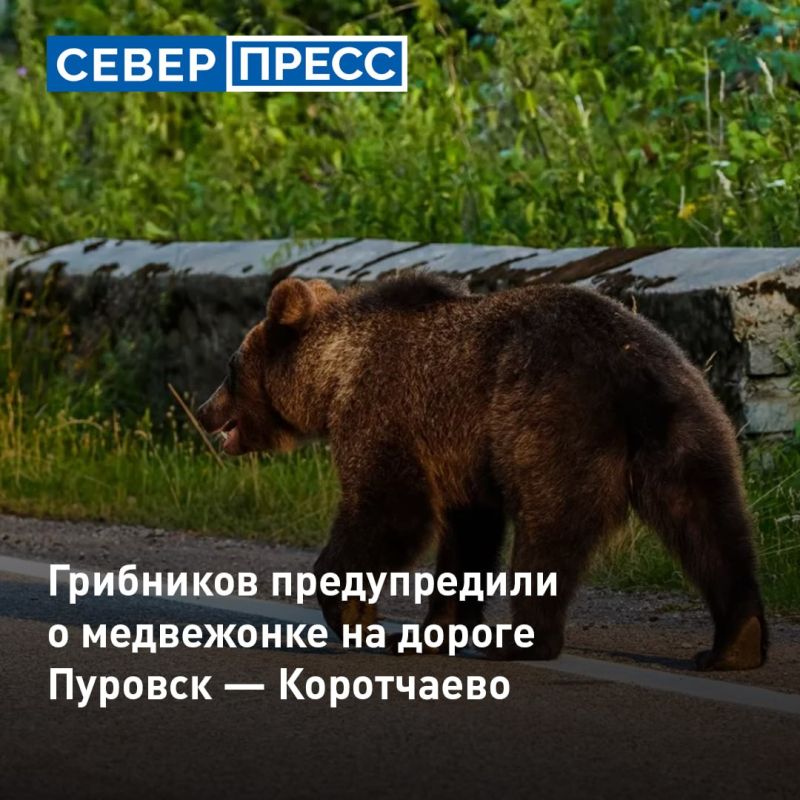 На дороге Пуровск — Коротчаево заметили медвежонка