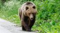 Косолапая угроза на ямальских дорогах