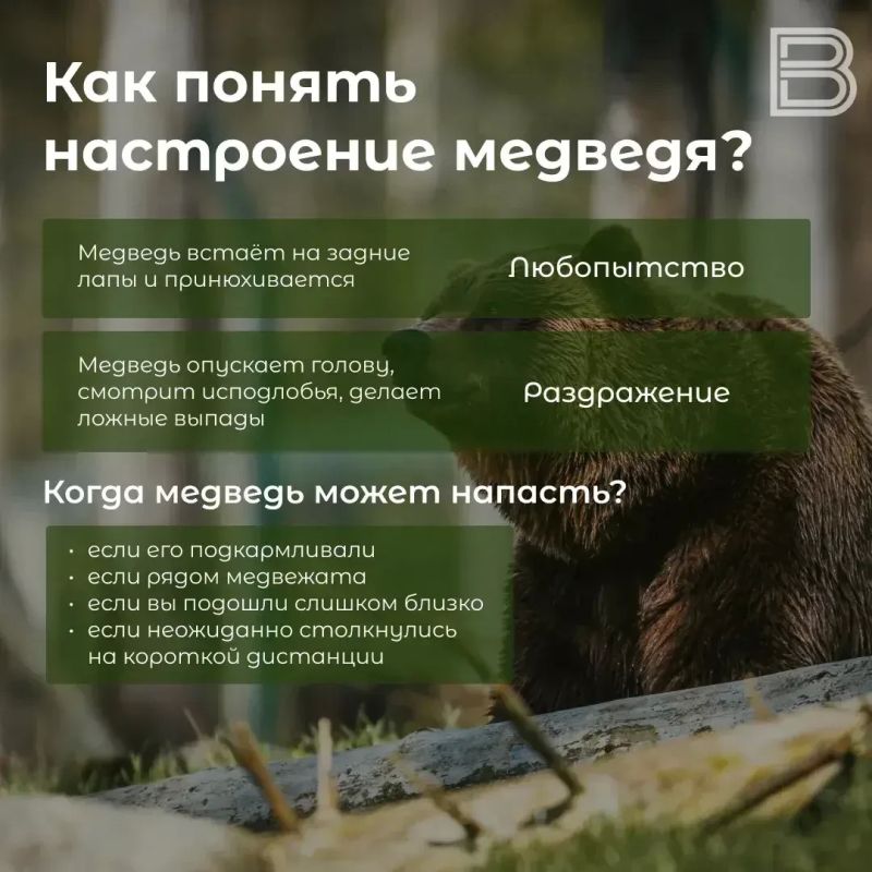 В Салехарде заметили медведей: что делать, если с ними столкнулись В Салехарде заметили медведей: что делать, если с ними столкнулись
