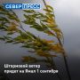 На Ямале 1 сентября ожидается холодный северный ветер с порывами до 23 м/с