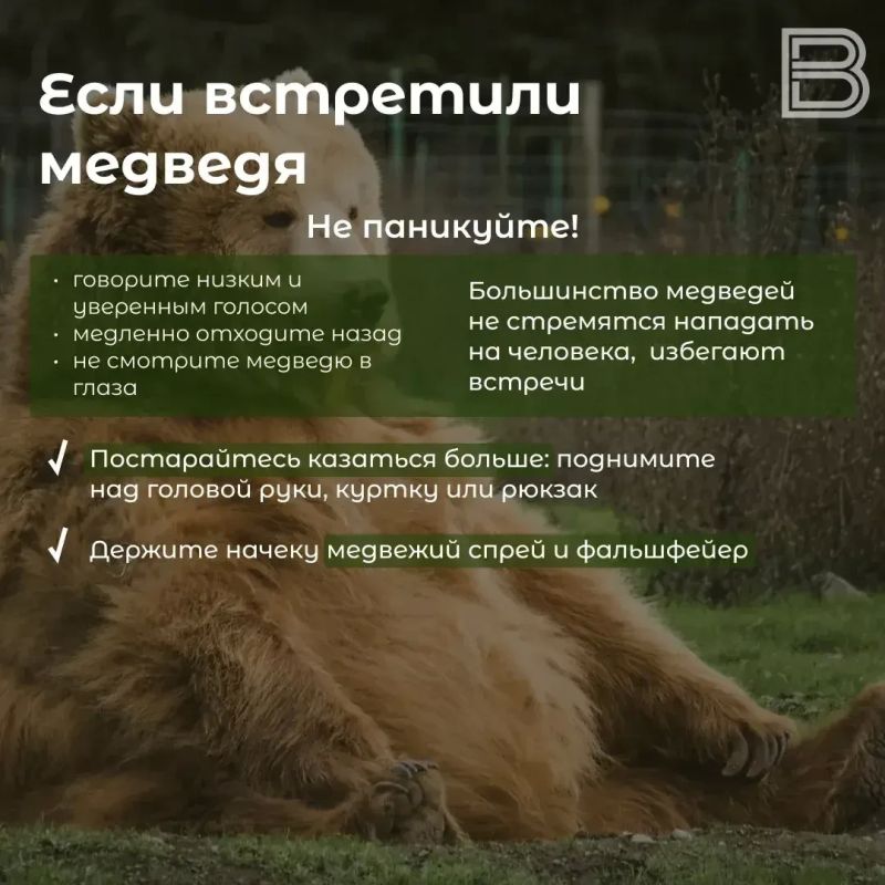 В Салехарде заметили медведей: что делать, если с ними столкнулись В Салехарде заметили медведей: что делать, если с ними столкнулись