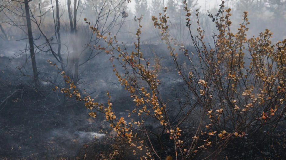 На Ямале за сутки ликвидировали десятки природных пожаров