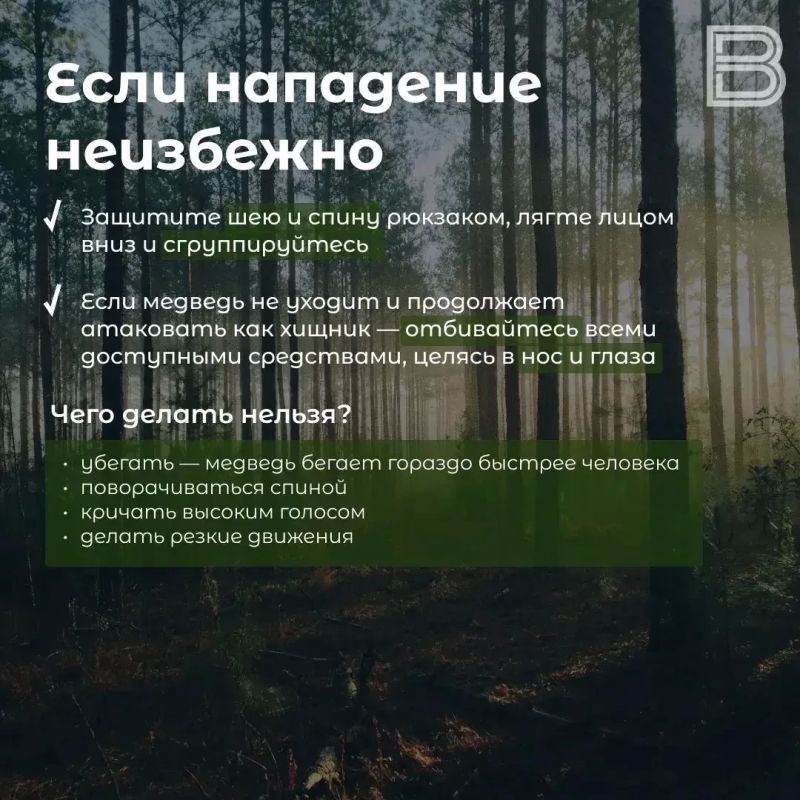 В Салехарде заметили медведей: что делать, если с ними столкнулись В Салехарде заметили медведей: что делать, если с ними столкнулись