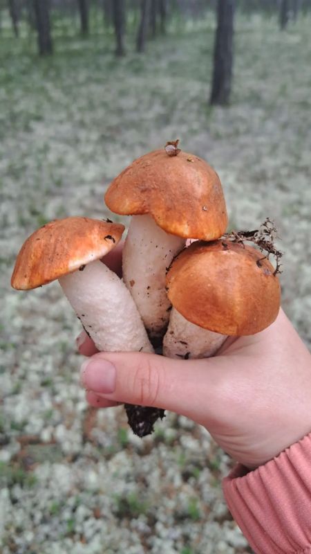 Друзья, спасибо, что делитесь красотой Ямала! Друзья, спасибо, что делитесь красотой Ямала!