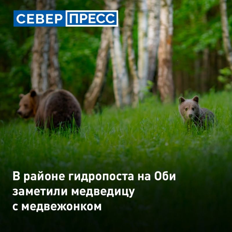 30 августа в районе гидропоста на Оби заметили медведицу с медвежонком