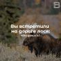 Вы встретили на дороге лося: что делать