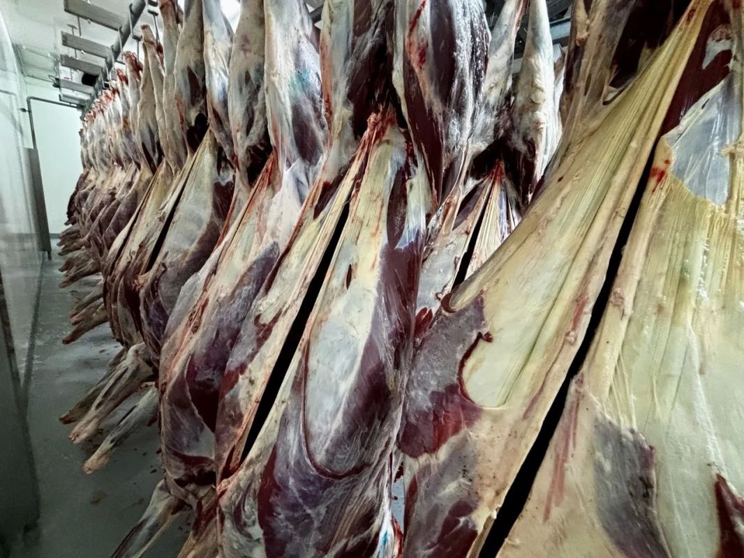На Ямале стартовал первый этап убойной кампании по заготовке оленины На Ямале стартовал первый этап убойной кампании по заготовке оленины