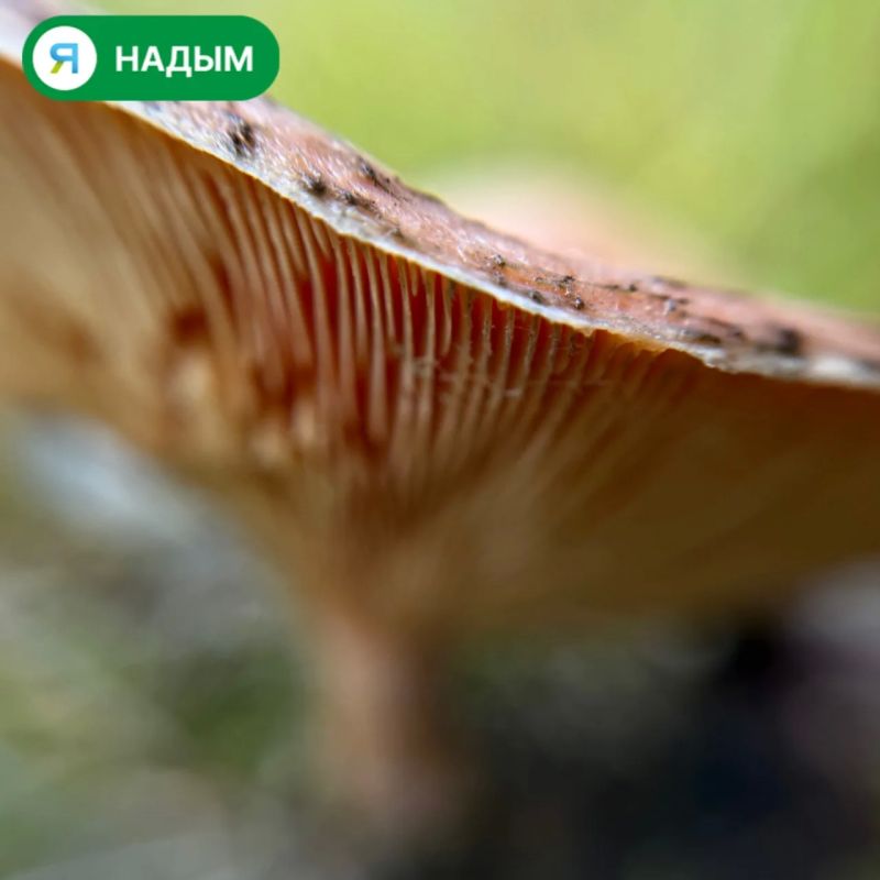 Осень вступила в свои права, и улицы Надыма наполнились яркими красками Осень вступила в свои права, и улицы Надыма наполнились яркими красками