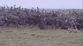 Слушать в наушниках: звуки природы, реки и настоящая жизнь Севера