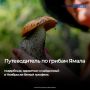 Сезон «тихой охоты» на Ямале в самом разгаре: грибники продолжают делиться находками и спорят о том, что именно выросло в северных лесах