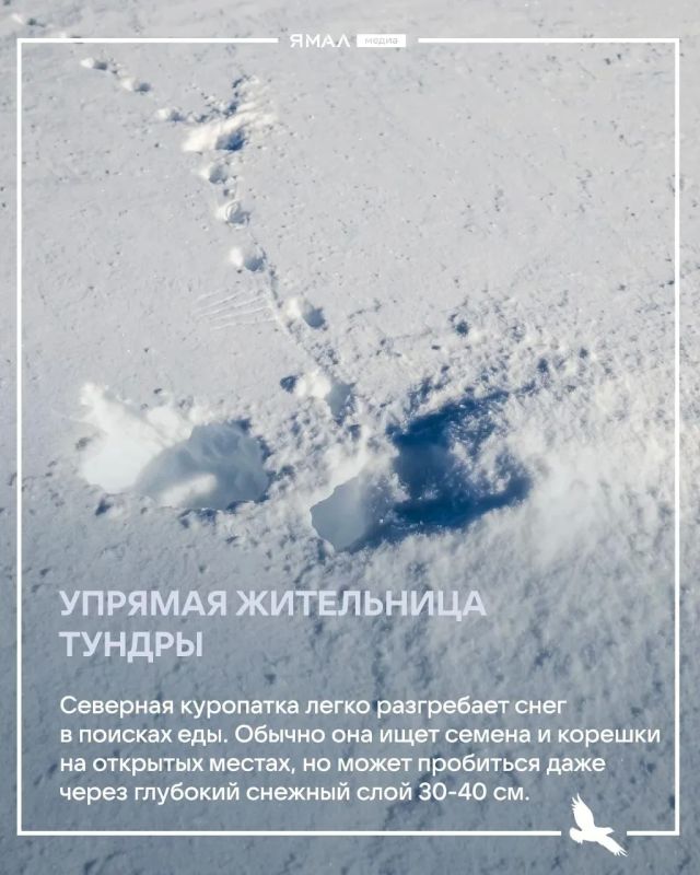 Изящество и хитрость белой куропатки Изящество и хитрость белой куропатки