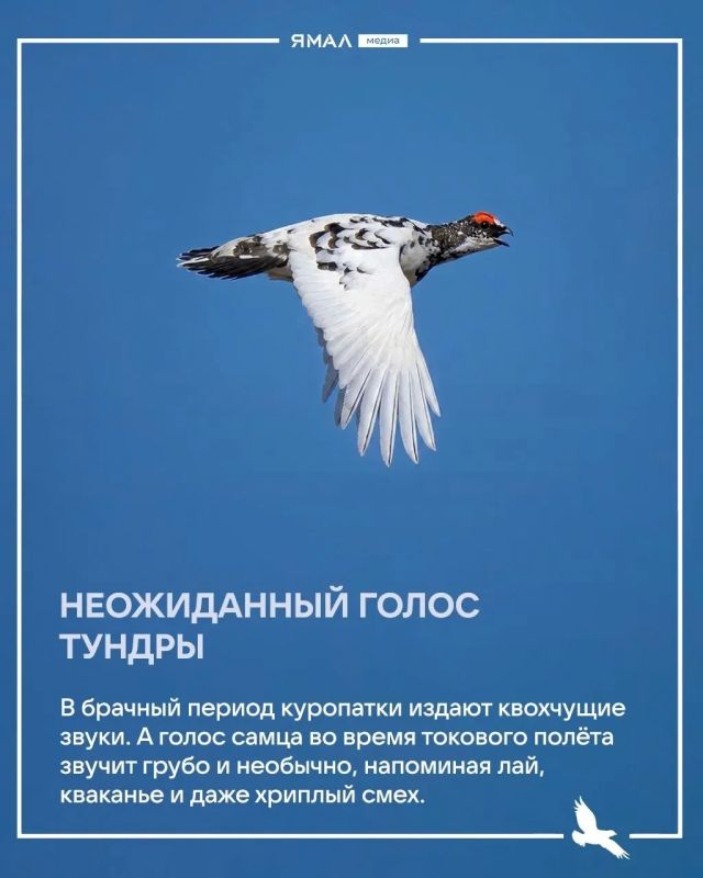 Изящество и хитрость белой куропатки Изящество и хитрость белой куропатки