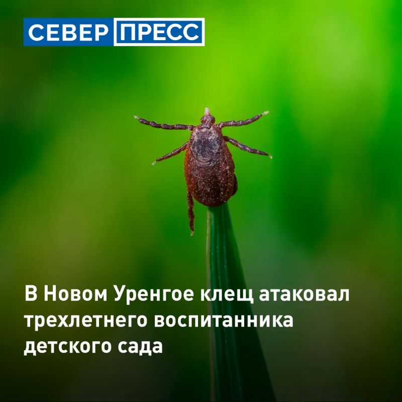 В Новом Уренгое клещ укусил трехлетнего ребенка