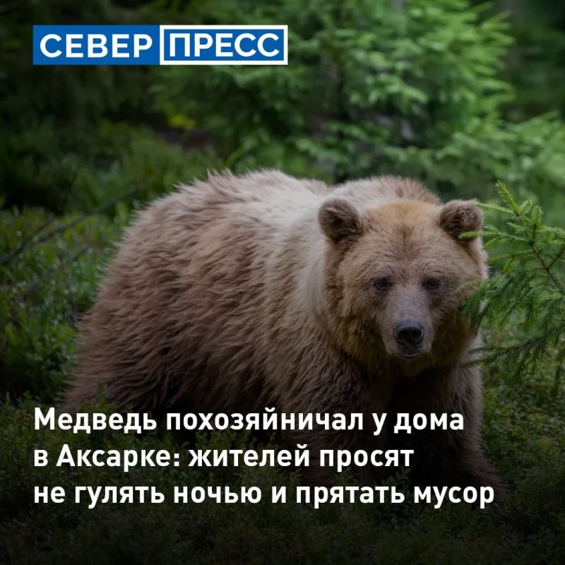 Медведь подошел к жилому участку в селе Аксарка