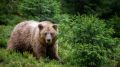 Незваный гость в Аксарке. Ночью медведь повредил забор у жилого дома