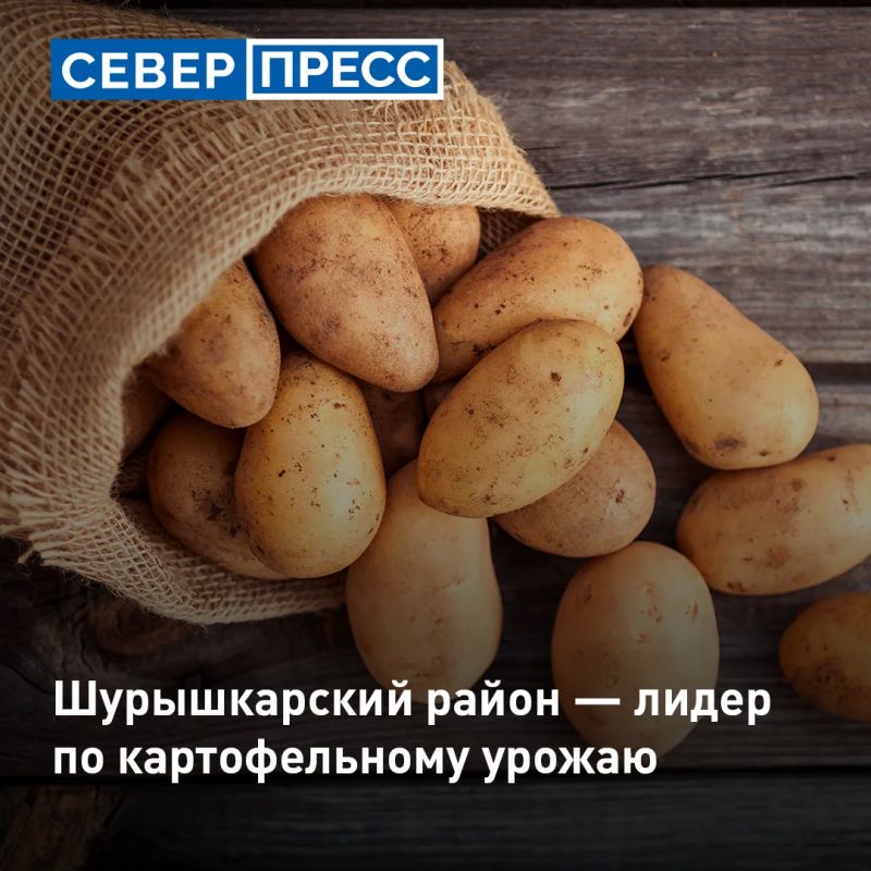 На Ямале во время уборочной кампании 2026 года планируют собрать около 140 тонн картофеля