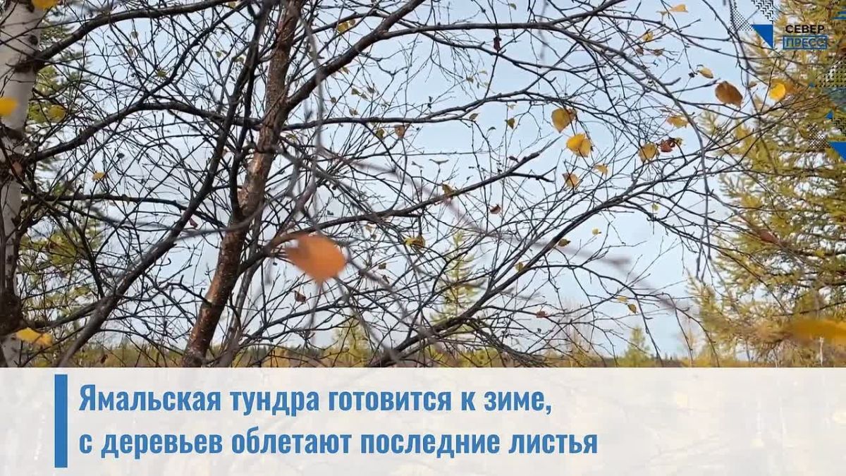 Ямальская тундра готовится к зиме, с деревьев облетают последние листья