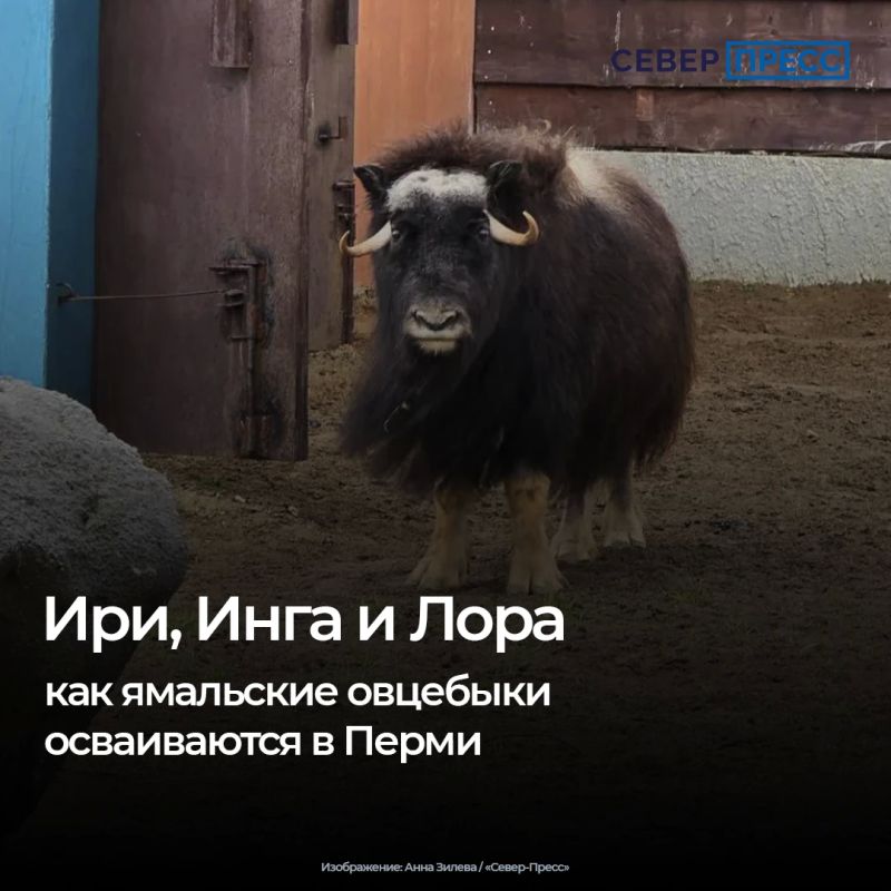 Ямальские овцебыки Ири, Инга и Лора переехали в Пермский зоопарк в декабре 2025 года