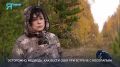 Неожиданная встреча в лесу