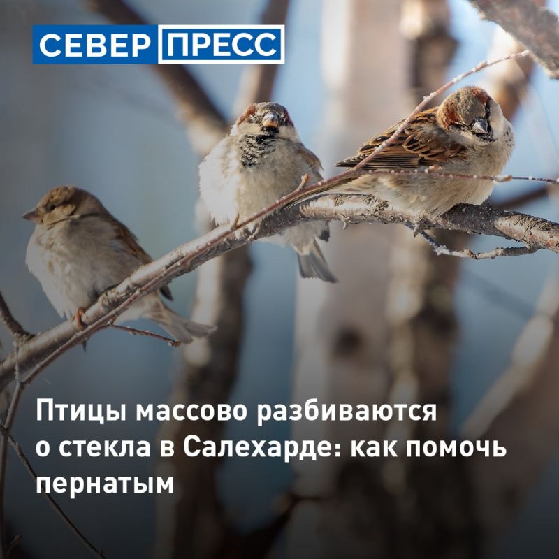 В Салехарде птицы массово сталкиваются со стеклянными фасадами и получают тяжелые травмы