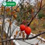 Рябина намекает: зима будет тёплой