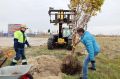 У аэропорта Нового Уренгоя высадили новые деревья и кустарники