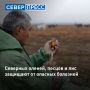 На Ямале ветеринары досрочно завершили кампанию по вакцинации северных оленей