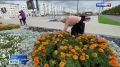 Надыме сорвать цветок с городской клумбы теперь не вандализм, а добрый жест