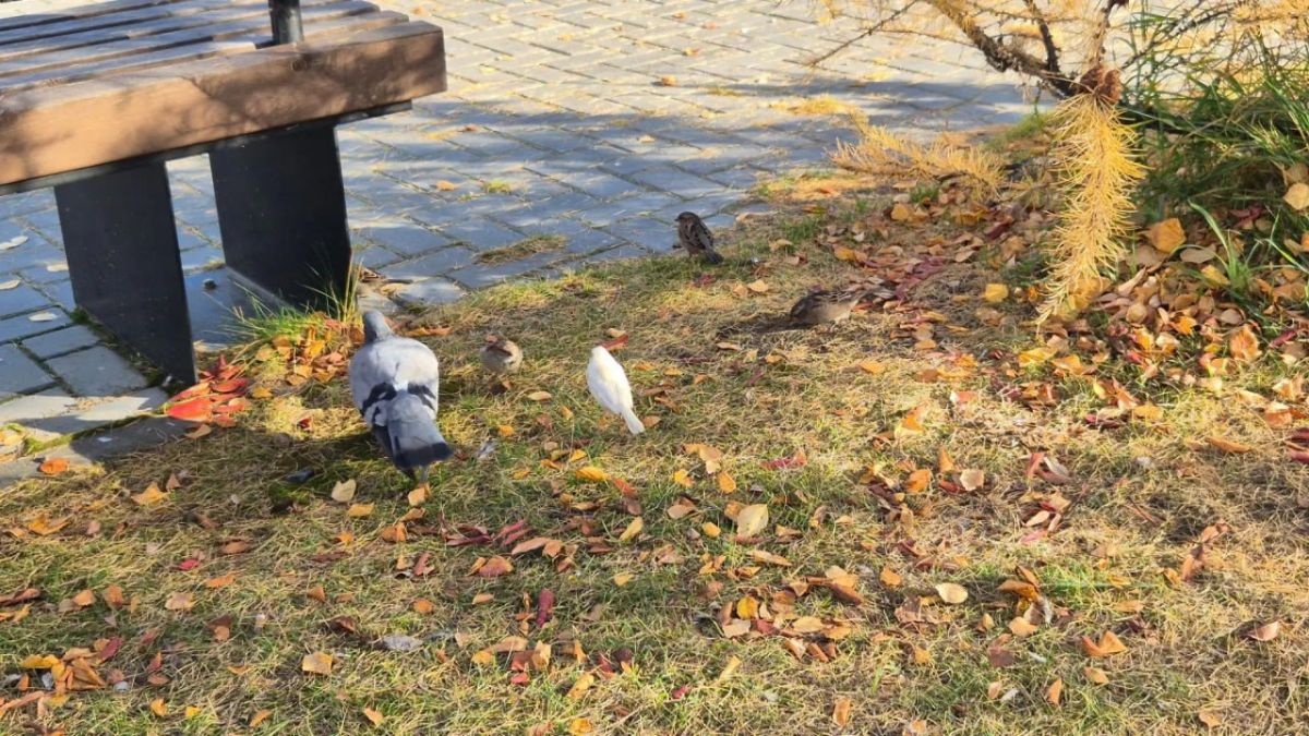 В Салехарде снова заметили редкого белого воробья В Салехарде снова заметили редкого белого воробья