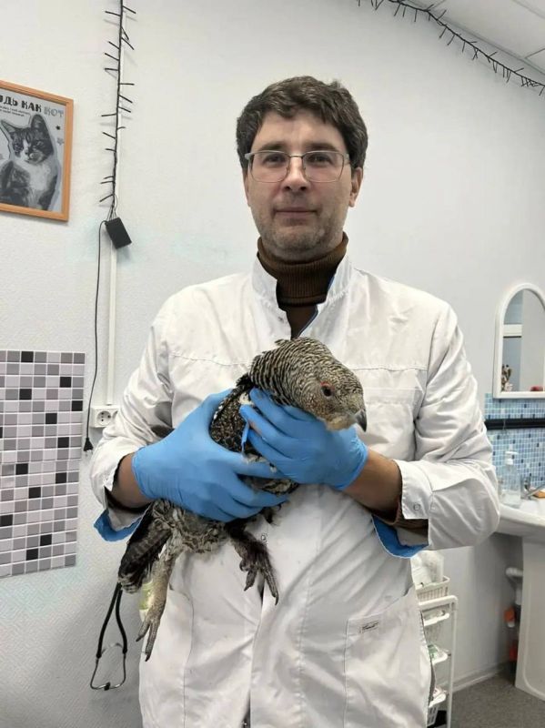 Ямальцы спасли травмированного глухаря